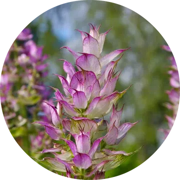 Clary Sage Essential Oil - Living Libations