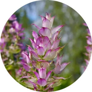 Clary Sage Essential Oil - Living Libations